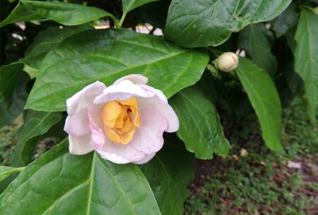 Sweetshrub or Chinese Calicanthus during flowering. Springの写真素材