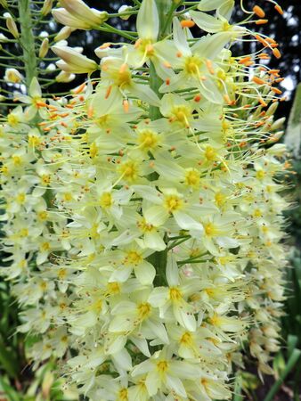 Narrow-leaved foxtail lily during flowering. Springの写真素材