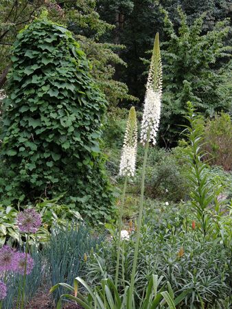 Narrow-leaved foxtail lily during flowering. Springの写真素材