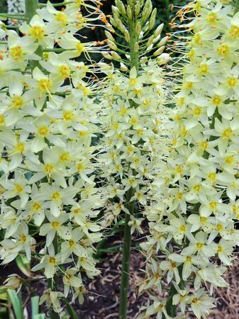 Narrow-leaved foxtail lily during flowering. Springの写真素材