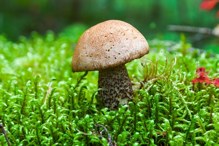 Little mushroom in the forest among the moss.の写真素材