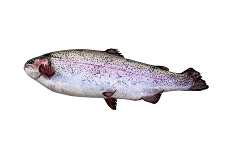 Trout on a white backgroundの写真素材