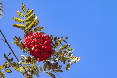 Rowan against the blue skyの写真素材