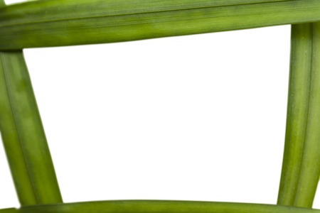 Frame of the fern leaf on white background
