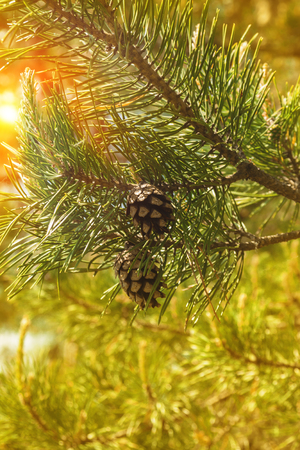 Pine cones at sunsetの写真素材