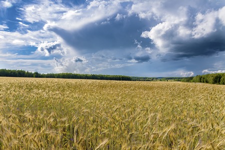 Golden wheat field and sunny day with cloudsの写真素材