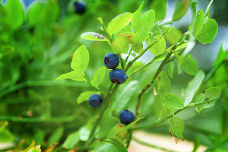 wild bush of blueberries in a sunny forest in summer, close-upの写真素材