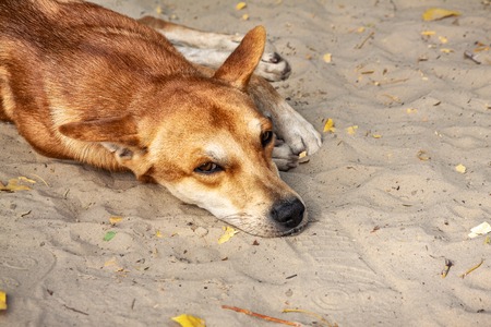 A dog with sad eyes lying on the sand.の写真素材