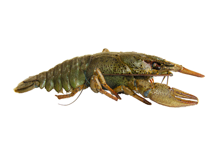 Live river crayfish close-up. White background, isolate.の写真素材