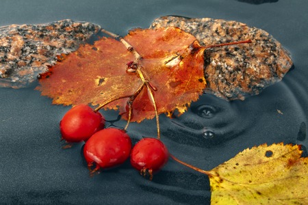 Hawthorn berries and autumn leaves in a puddle.の写真素材