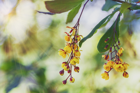 Branches of flowering barberry on the background of the sun and greenery. Spring.の写真素材