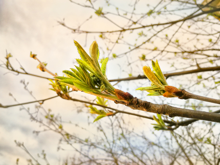 Small, young shoots of mountain ash, in spring. Close-upの写真素材