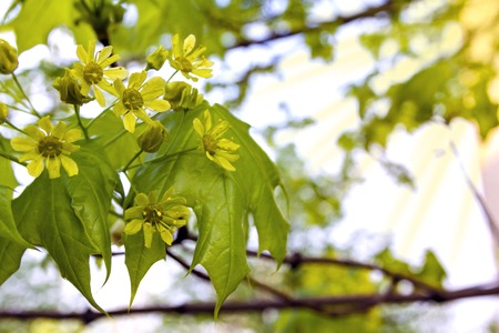 On the background of the spring day maple branches with flowers. Maple blossoms. Close-up.の写真素材