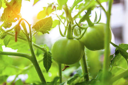 Green tomatoes are hanging on a branch close up, against the background of the summer sunの写真素材