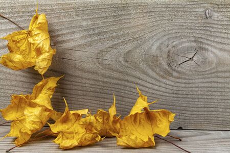 Yellow maple leaves on a wooden backgroundの写真素材