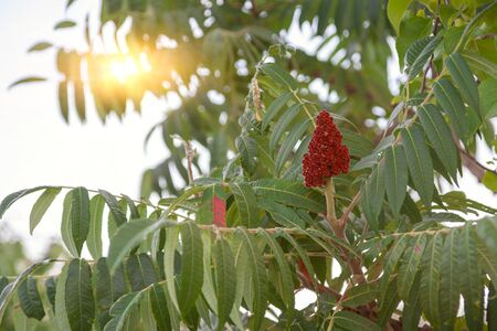 Rhus coriaria, commonly called Sicilian sumac, tanner's sumach, or elm-leaved sumachの写真素材