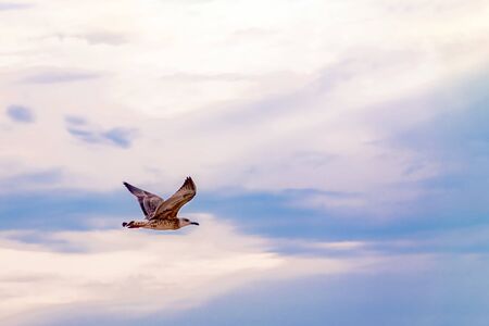 A seagull flies over the sea on a background of cloudsの写真素材