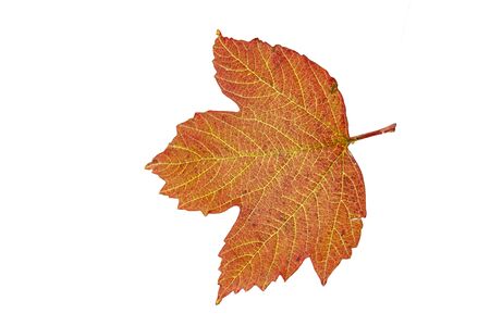 Autumn leaf of viburnum closeup on a white background.