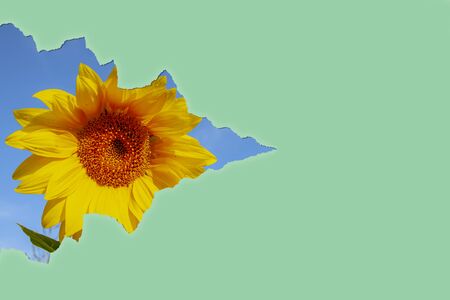 A torn piece of paper against the sunflower background.の写真素材