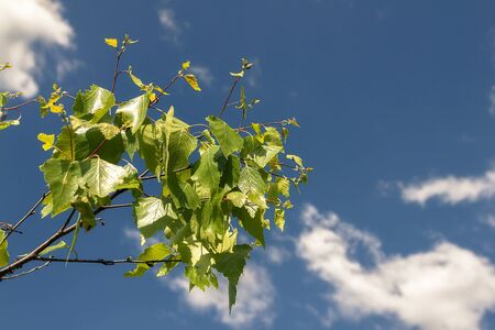 A branch of birch in early spring against the blue skyの写真素材