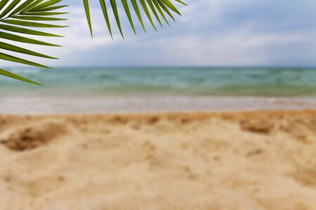 Background. Fern branches on the background of the beach and the sea not sharp .の写真素材