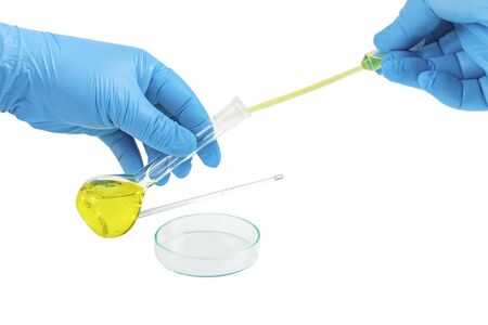 Hands in gloves take a sample from a test tube