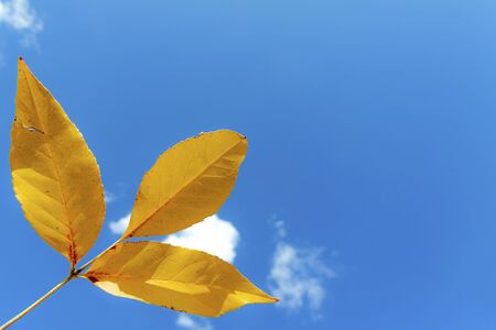 Autumn, yellow leaves against the blue sky with small clouds