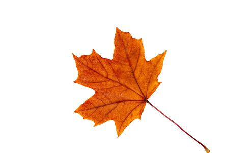 Autumn maple leaf on a white backgroundの写真素材