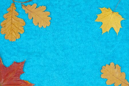 Autumn leaves of maple and oak on a colored backgroundの写真素材