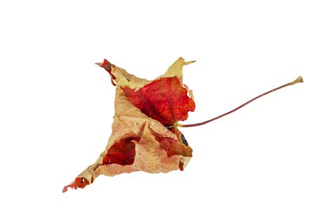 Dried, autumn maple leaf on a white background.の写真素材