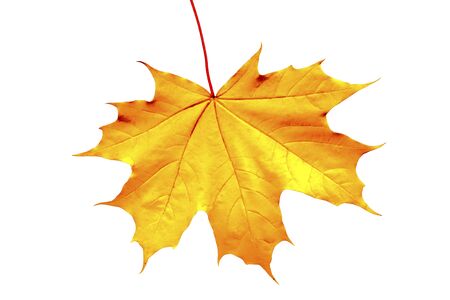 Autumn maple leaf on a white background.の写真素材