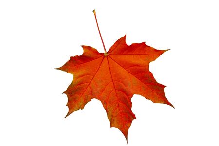 Autumn maple leaf on a white background.の写真素材