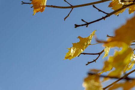 Autumn leaves on tree branches against blue skyの写真素材