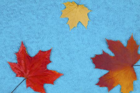 Autumn maple leaves on a colored background.の写真素材