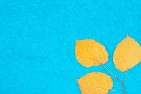 Autumn maple leaves on a colored backgroundの写真素材