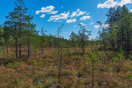 Korel forest with moss and small pines.の写真素材