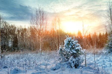 Winter morning in a clearing of the forestの写真素材