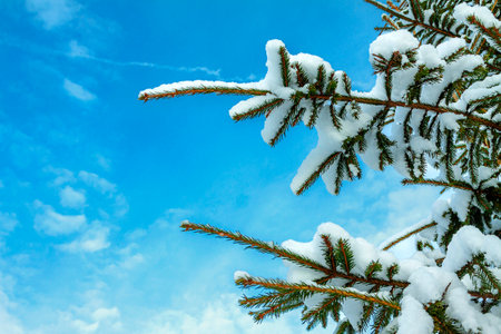Christmas tree branches with snow against the sky of the blue skyの写真素材