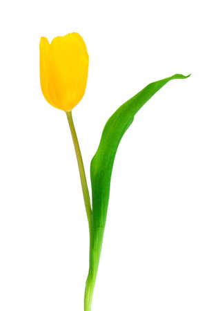 Yellow tulip close-up on a white background.の写真素材