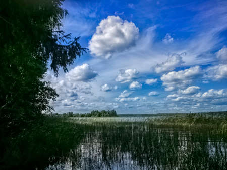 Forest in sunny weather on the shore of the reservoirの写真素材