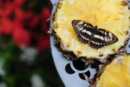 butterfly on pineappleの写真素材