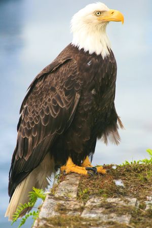 Majestic Bald Eagle