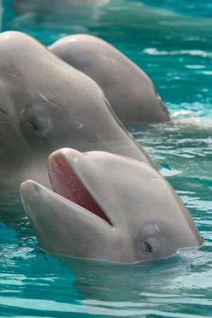 Beluga Whaleの写真素材