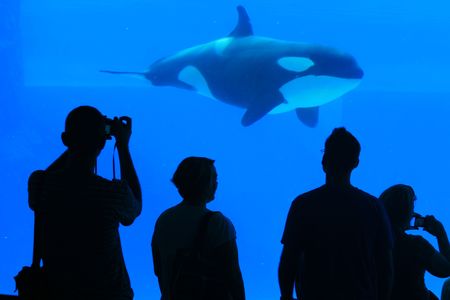 シャチの写真素材 イラスト素材 ストックフォトのamanaimages Plus