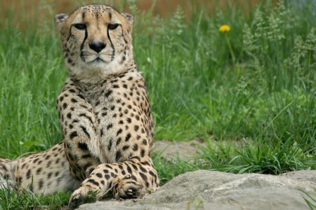 Cheetah in the grassの写真素材