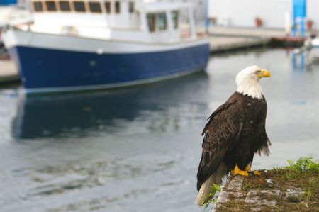Eagleの写真素材