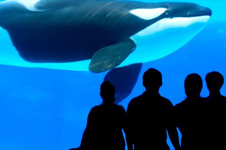 Orca in an aquariumの写真素材