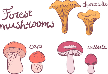Forest mushrooms set of isolated objects. cep, chanterelle, russuleのイラスト素材
