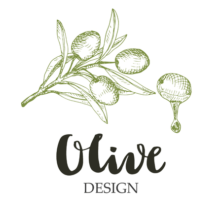 Olive design illustration. Sketch drawing of branch and olive fruit with oil drop.のイラスト素材
