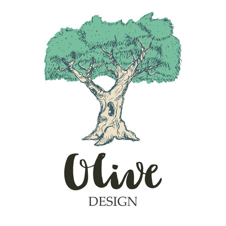 Olive tree illustration. Isolated on white background.のイラスト素材